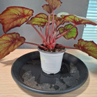 Begonia - pikkukuva 3