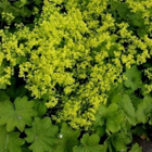 Jättipoimulehti (Alchemilla mollis), siemeniä 50 kpl - pikkukuva 1
