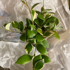 Hoya heuschkeliana. Posliinikukka. - pikkukuva 3