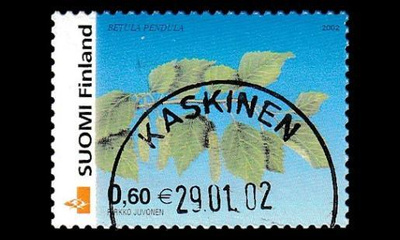 1597 o Rauduskoivu loisto Kaskinen 29.1.02 (2002)