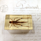 Natura Obscura – Entomologinen näyte no. 361 - pikkukuva 1