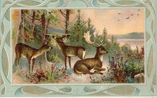 Vanha postikortti- kauriit ruokintapaikalla