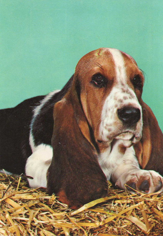 BASSET POSTIKORTTI