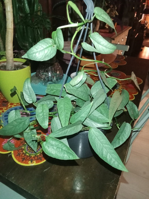 Cebu blue köynnös