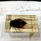 Natura Obscura – Entomologinen näyte no. 336 - pikkukuva 1