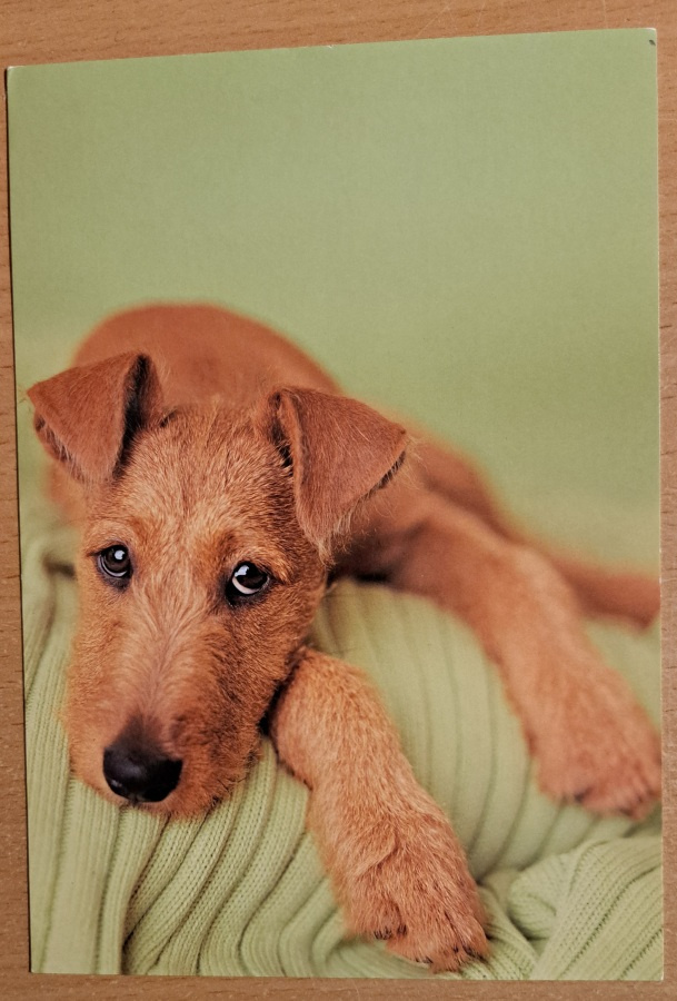 koira lepää, iso kortti, kulkenut käsipostissa 2003