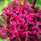 Balkaninkohokki (Silene asterias), siemeniä 50 kpl - pikkukuva 2