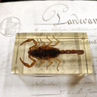 Natura Obscura – Entomologinen näyte no. 371 - pikkukuva 3