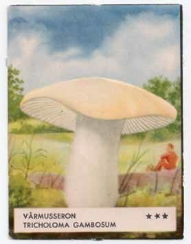EO 5307 / SIENINELKKU: Kevätkaunolakki. 1950-l.