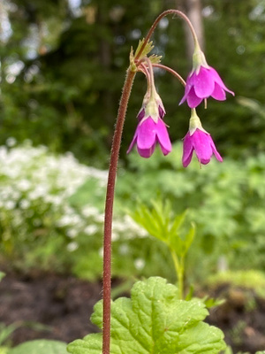 Heidinkukka (Cortusa matthioli), siemeniä 50 kpl