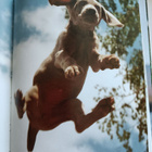 William Wegman: Puppies (koira) - pikkukuva 5