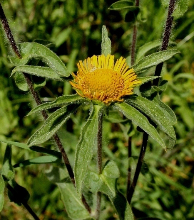 Otakeltatähti (Pallenis spinosa), siemeniä 50 kpl