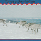 Postikortti, LAPPI, SAARISELKÄ, erikoisleima - pikkukuva 1
