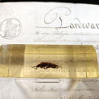 Natura Obscura – Entomologinen näyte no. 317 - pikkukuva 2