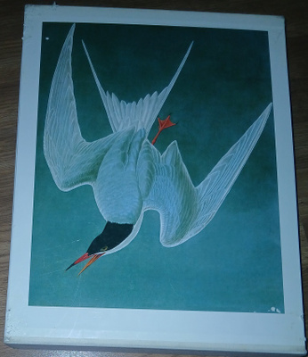 Audubon: Linnut