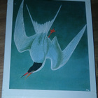 Audubon: Linnut - pikkukuva 1