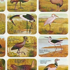 * 39-211, isot linnut, belgialainen tupla-arkki, 32,5x24cm* - pikkukuva 3