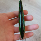 Rapala viehe - pikkukuva 3