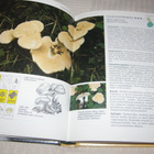 Parhaat sienet ja sieniherkut - pikkukuva 3