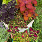 Isokirjopeippi (Coleus scutellarioides), siemeniä 50 kpl - pikkukuva 3