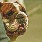 BULLDOG POSTIKORTTI - pikkukuva 1