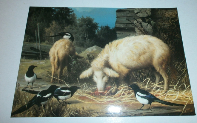 Ferdinand von Wright: Sikoja ja harakoita (WWF), p. 1984