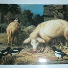 Ferdinand von Wright: Sikoja ja harakoita (WWF), p. 1984 - pikkukuva 1