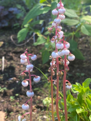 Pikkutalvikki (Pyrola minor), siemeniä 100 kpl