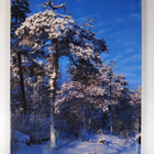 Raimo Suikkari : Suomen luontokuvia = Pictures of nature ... - pikkukuva 2