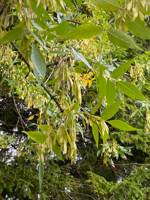 Punasaarni (Fraxinus pennsylvanica), siemeniä 20 kpl