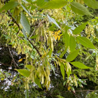 Punasaarni (Fraxinus pennsylvanica), siemeniä 20 kpl - pikkukuva 1