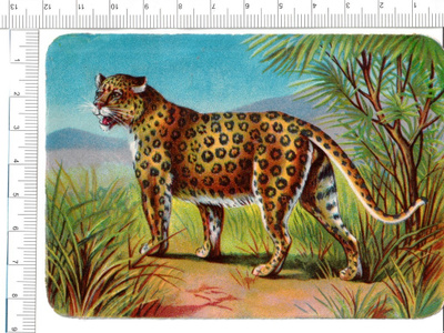 ~ upea leopardi-nelkku, 12 x 8 cm ~