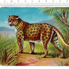 ~ upea leopardi-nelkku, 12 x 8 cm ~ - pikkukuva 1