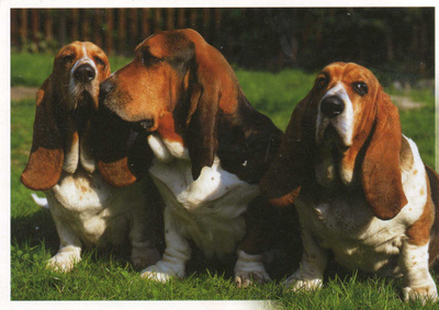 BASSET POSTIKORTTI