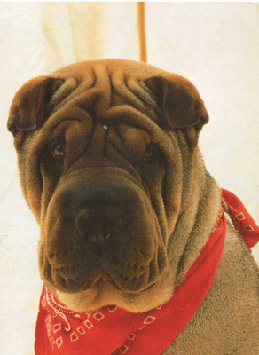 SHAR PEI POSTIKORTTI