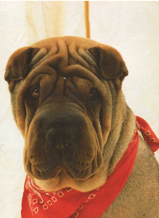 SHAR PEI POSTIKORTTI