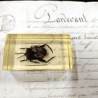 Natura Obscura – Entomologinen näyte no. 332 - pikkukuva 1