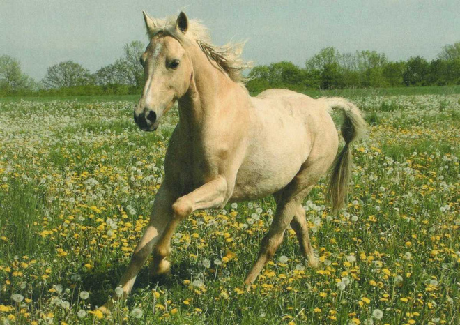 HEVONEN POSTIKORTTI  -  WELSHPONI