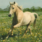 HEVONEN POSTIKORTTI  -  WELSHPONI - pikkukuva 1