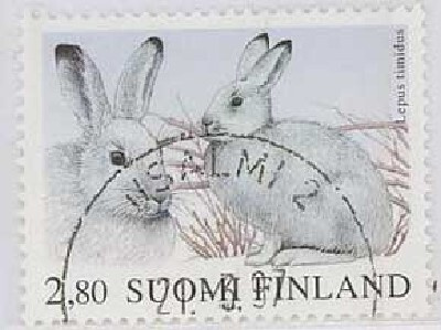 1997 jänis Iisalmi -97 kaunis