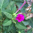 Mökinihmekukka (Mirabilis jalapa), siemeniä 30 kpl - pikkukuva 2