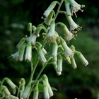 Kakalia (Parasenecio hastatus), siemeniä 50 kpl - pikkukuva 2