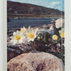 Olaf I. Ronning : The Flora of Svalbard - pikkukuva 2