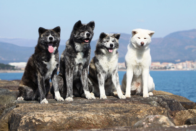 AKITA INUT *UUSI*