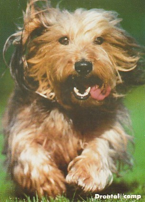 Postikortti, Eläinaihe, eläimet ,koira