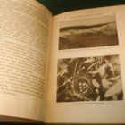 Leo Lehtonen: Lintuparatiisi (1.p.1945) Sis.postikulut - pikkukuva 2