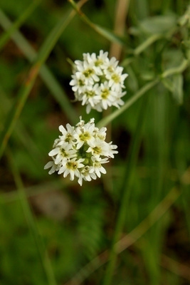Harmio (Berteroa incana), siemeniä 50 kpl