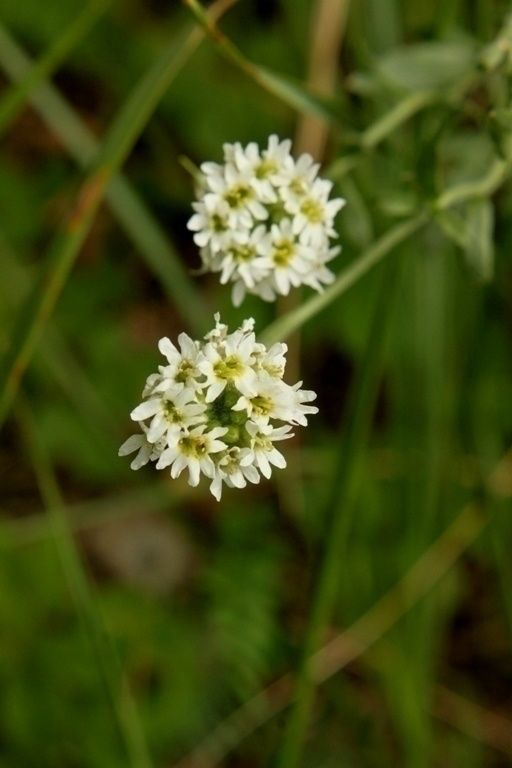 Harmio (Berteroa incana), siemeniä 50 kpl