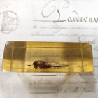 Natura Obscura – Entomologinen näyte no. 335 - pikkukuva 2