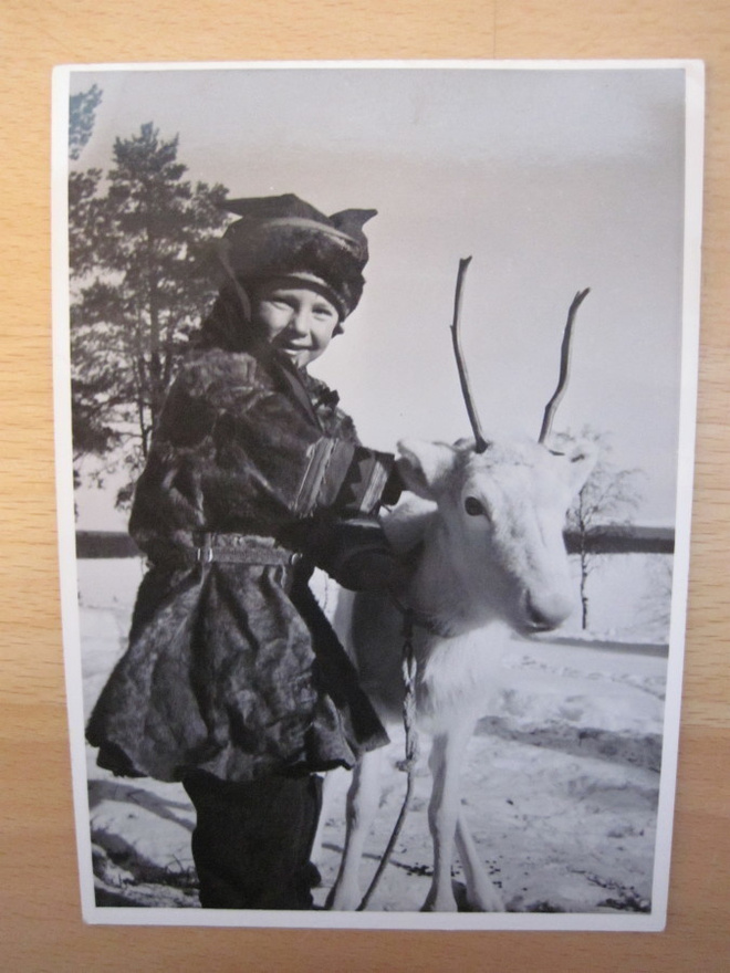 VANHA Postikortti Lappi Poro 1950-luku